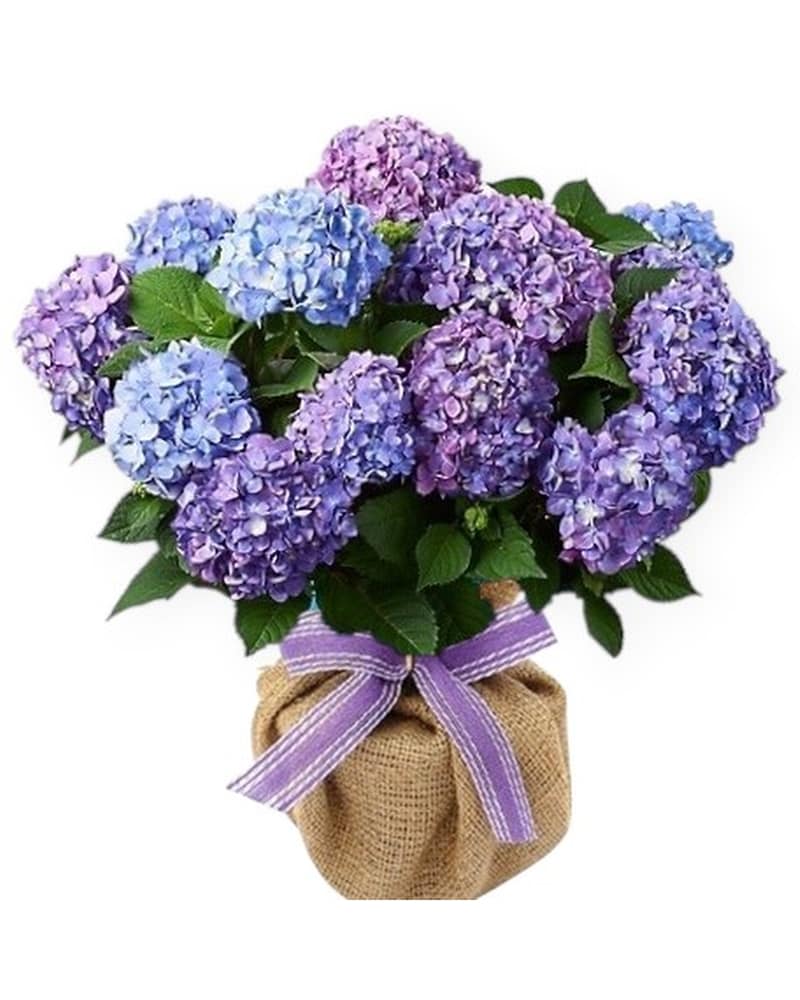 Greenhouse Delivery Fond Du Lac WI - Haentze Floral Co
