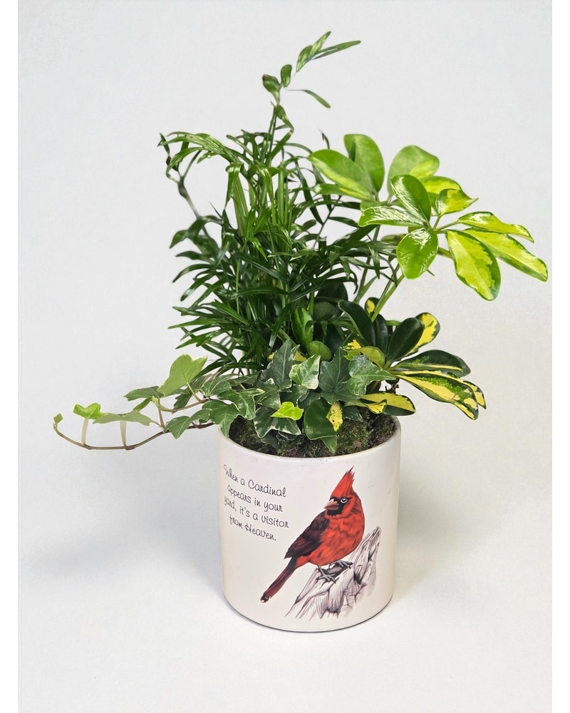 Sympathy Plants Delivery Fond Du Lac WI - Haentze Floral Co