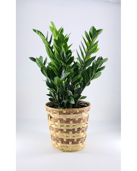 billietiae philodendron price Philodendron billietiae 8"
