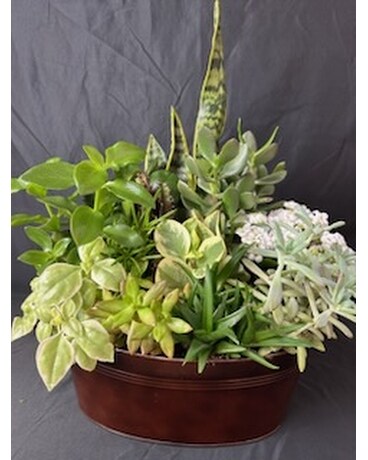 Succulent Garden Basket Plant