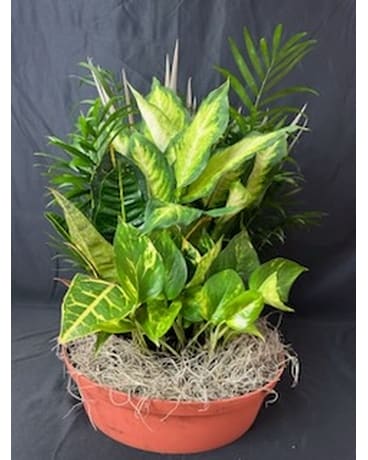 Dishgarden Dish Garden Plant