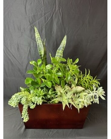 Succulent Garden Basket Plant