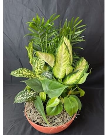 Dishgarden Dish Garden Plant