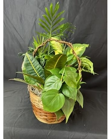 Dishgarden Dish Garden Plant