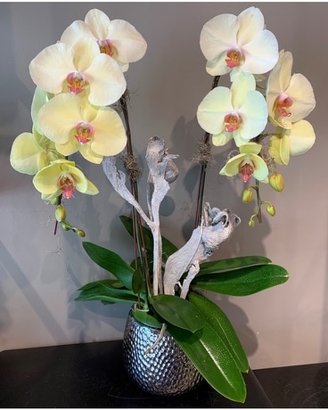 Orchid Plant Flower Arrangement
