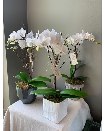 Mini Orchid Plant Plant