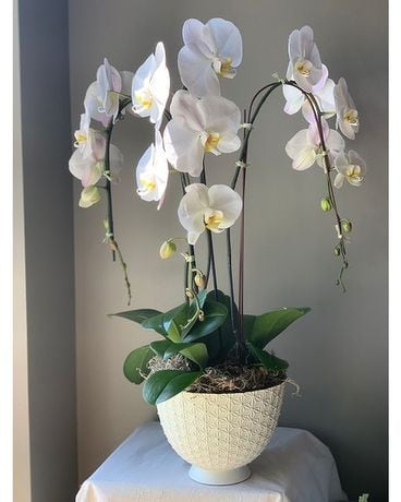 Three Stem Orchid Planter Plant