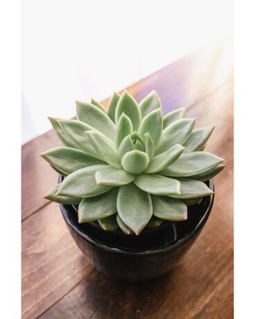 Succulent in a Pot Plant