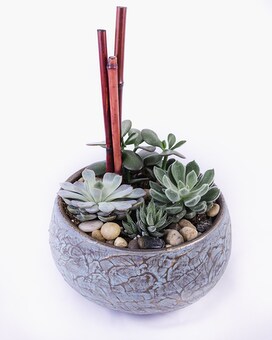 Succulent Garden Dish Garden Plant