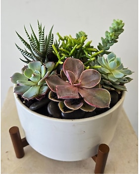 Sympathy Plants Delivery Vernon Hills IL - Liz Lee Flowers