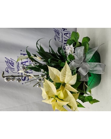 White Christmas Dishgarden Plant