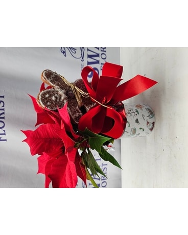 Gingerbread Poinsettia Plant