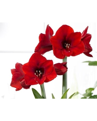 Amaryllis Plant Custom product