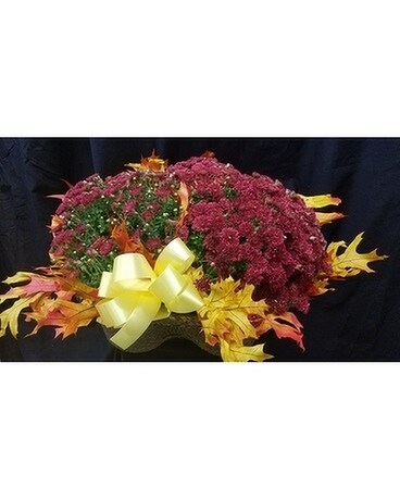 Garden Mum Plant in Triple Basket Deluxe Plant