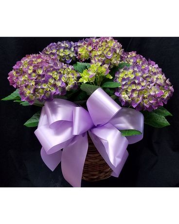 Purple Hydrangea Macrophylla Plant Plant