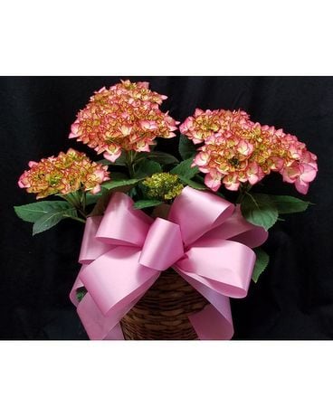 Pink Hydrangea Macrophylla Plant Plant