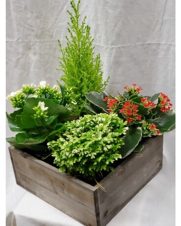 Sleigh Bells Christmas Garden Plant