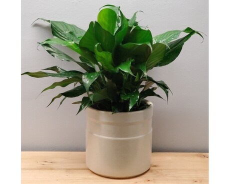 Banded Peace Lily Plant