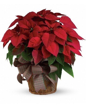 Poinsettia Flower Arrangement