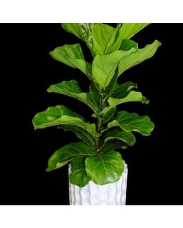 FIDDLE LEAF FIG Flower Arrangement
