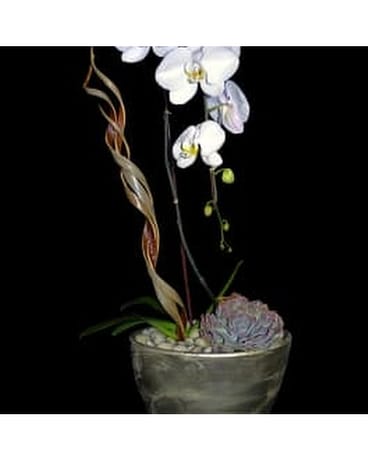 INDONESIAN DREAM Flower Arrangement