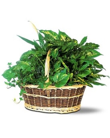 Green Garden Basket Deluxe Flower Arrangement