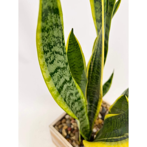 euphorbia succulent plant Euphorbia myrsinites  Romence Gardens & Greenhouses