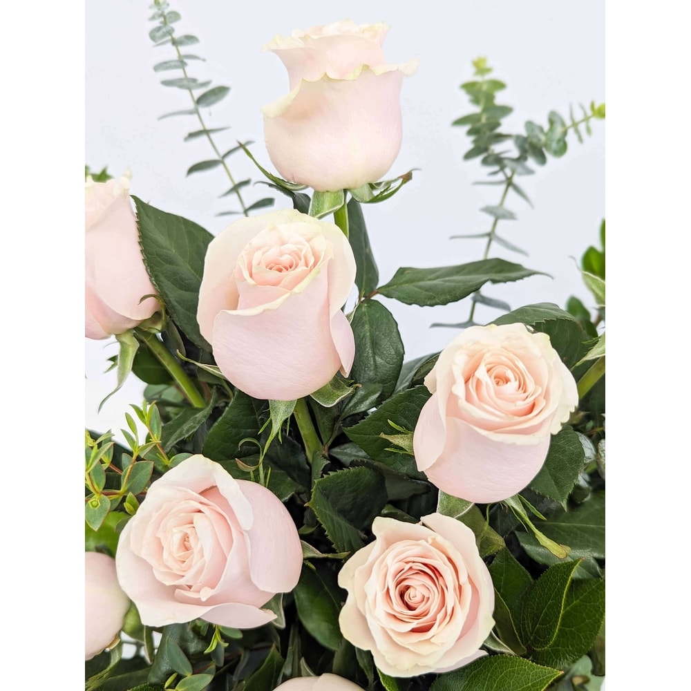Premium Dozen Light Pink Roses - Standard Length | In Bloom Flowers