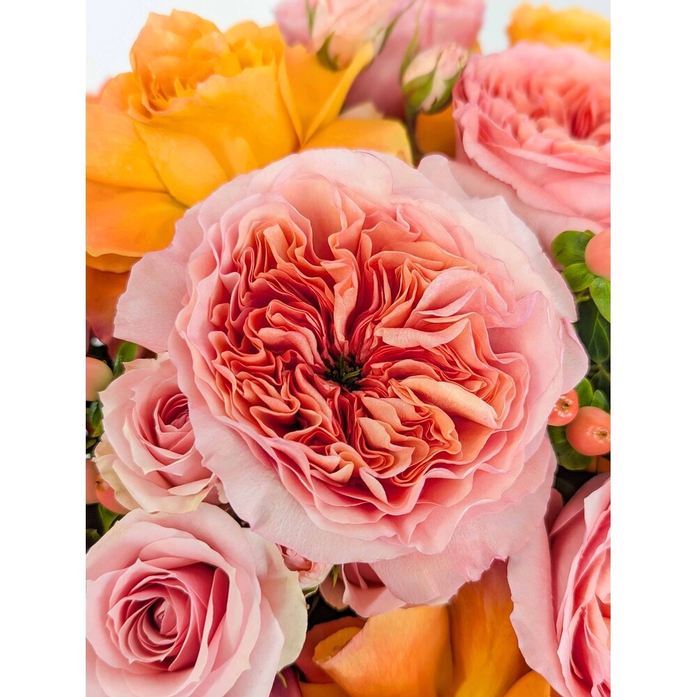 Apricot Lane Premium in Arlington, Carrolton & Plano | In Bloom