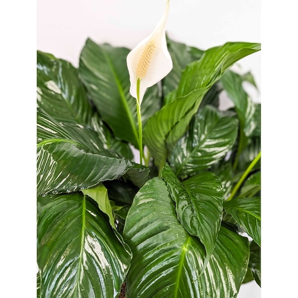 Large Spathiphyllum Plant in Arlington, Carrolton & Plano | In Bloom Flowers