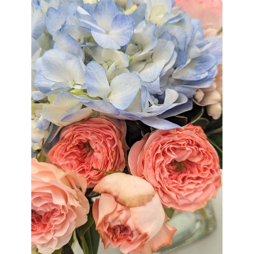 ◆Hydrangea4936◆ Blue Ribbon in Arlington, Carrolton & Plano | In Bloom Flowers