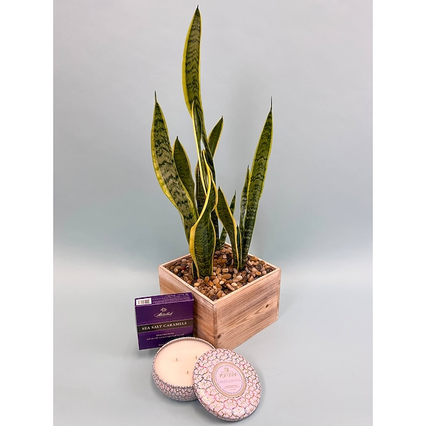 spanish succulent plants Handcrafted Echeveria Succulent and Air Plant Kokedama Terrarium main image 1