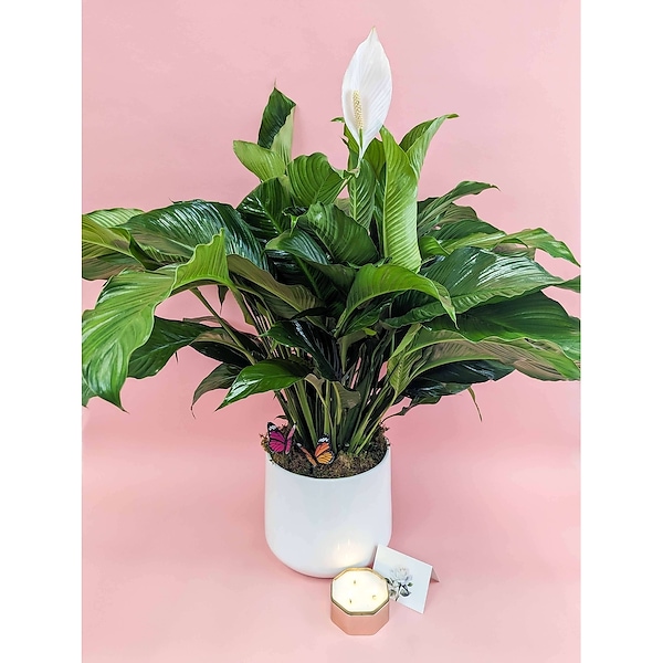 Simply Elegant Large Peace Lily Plant