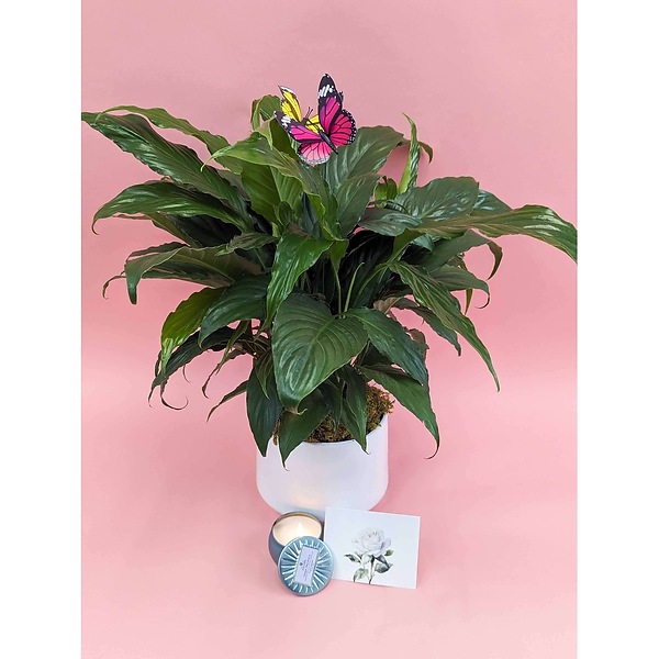 indoor wooden plant stand Mini 2-Inch Wood Indoor Plant Stand & Pot