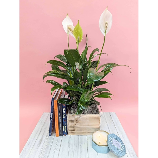 bantels sensation snake plant Snake Plant main image 1