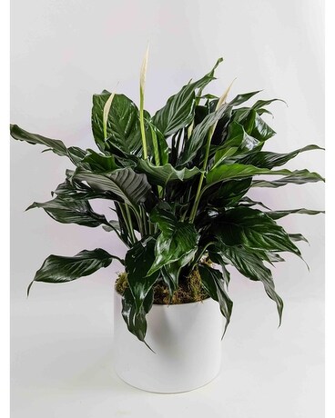 Peace Lily in Ceramic Pot Plant