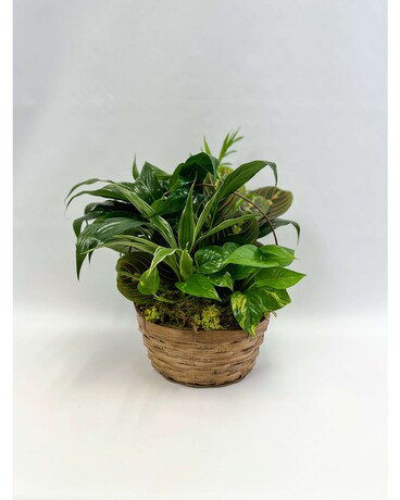 Simply Serene Plant