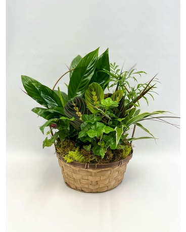 Luscious Garden Plant