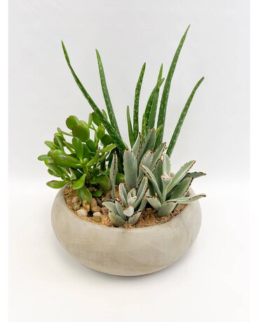 Urban Garden Plant