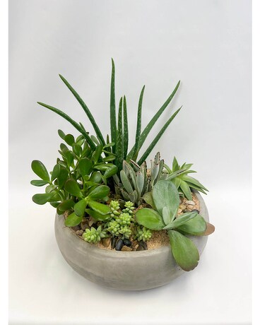 Concrete Jungle Plant