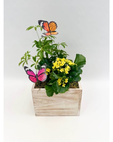 Sweet Spring Garden Plant
