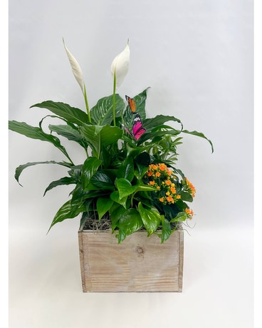 Sweet Spring Garden Premium Plant