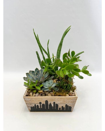 Dallas Succulent Planter Plant