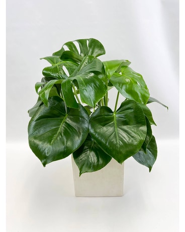 Monstera Planter Plant