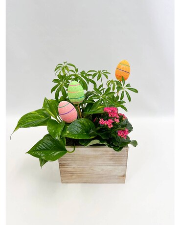 Sweet Spring Garden for Easter Plant