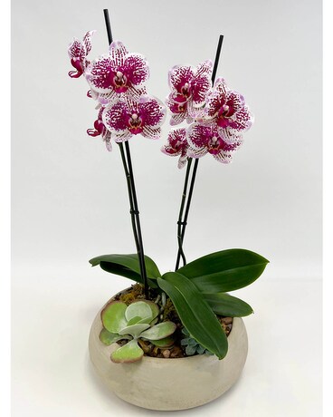 Double Orchid Planter Flowers
