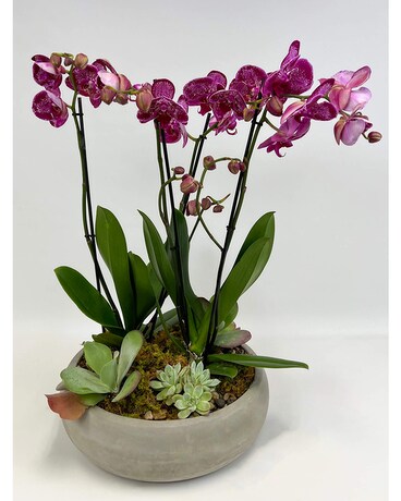 Vogue Orchid Planter Plant