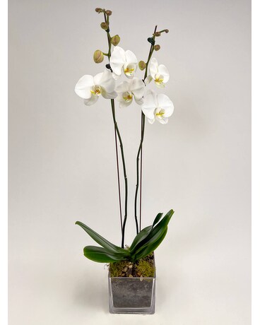 Simply Elegant Orchid Plant