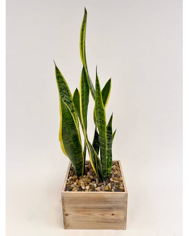 Snake Plant Plant