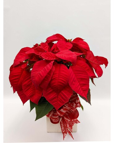 Pretty Poinsettia Plant